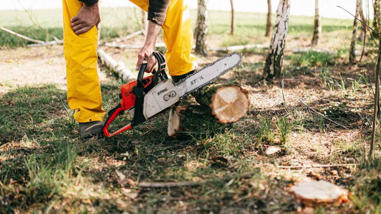 Best Affordable Tree Cutting  in Gerald, MO